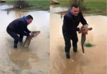 VIDEO: Vërshimet, qytetari gjen një peshk të madh në oborr