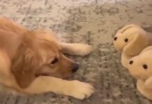 Qeni hutohet me pantoflat që duken si ai