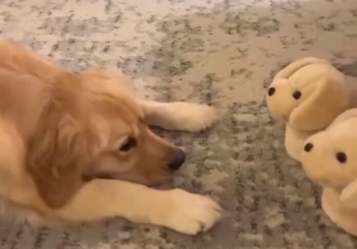 auto_Capture1610270601