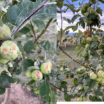 Untitled design – 2021-07-05T120017.242