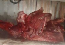 Vazhdon kapja e mishit të prishur – Asgjësohen edhe 300 kg të tjerë (FOTO)