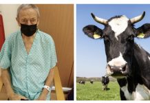 Transplanti i parë në botë: 74-vjeçari merr zemrën e një lope