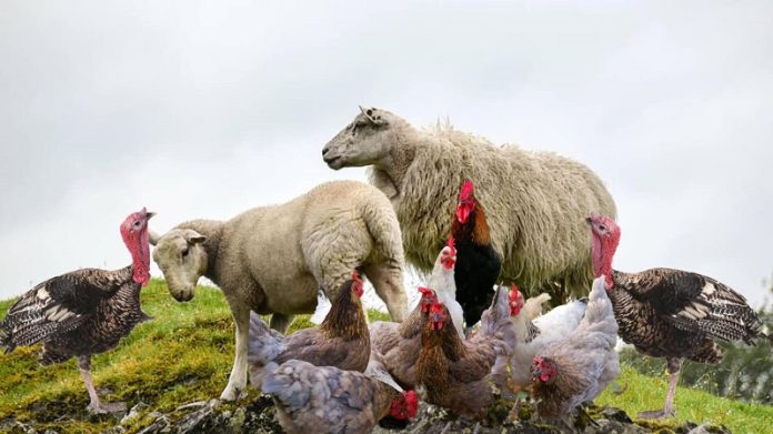 279962775_537443357781416_2981437686081871721_n-1