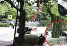 Momenti kur vetura godet prindërit me foshnjën tre muajshe duke kaluar vijat e bardha