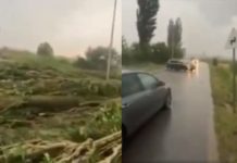 Bllokohet rruga në Ferizaj, stuhia e fuqishme rrëzon lisat në mes të rrugës (VIDEO)