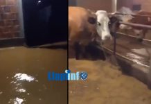 Përmbytje të mëdha edhe në këtë fshat të Podujevës (VIDEO)