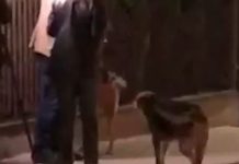 Qentë endacakë ‘sulmojnë’ deputetin e GUXO-s gjatë intervistës – VIDEO