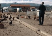 “Deri në 5 kilogram shkon një pulë”- Njihuni me fermerin nga Podujeva i cili mban 5 mijë pula