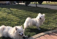 Podujevë; Pronarit i humbin qentë, kërkon ndihmë për gjetjen e tyre – Pason shpërblimi