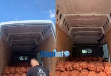 Fermeri nga Podujeva që dhuron çdo vit mijëra kg patate për bamirësi