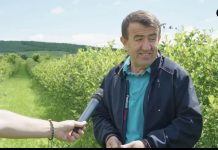 “Çohem n’6 të mëngjesit, i këqyri”: Fermeri nga Llapi, që mbolli mbi 1 hektar aronia, thotë se s’po i shiten, por nuk dorëzohet (Video)