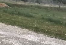 Breshër në Kosovë (Video)