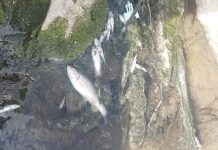 Shqetësuese; Peshqi të ngordhur në lumin Llap në qendër të Podujevës (Video)