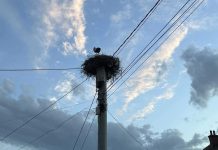 Fotolajm; Lejleku në Podujevë