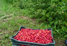 Kërkohen 10 punëtorë/e për vjeljen e mjedrave në këtë fshat të Podujevës