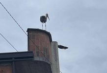 Lejleku i badhë (ciconia ciconia) mysafir në Podujevë (Video)