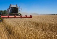 Bujqit ankohen për tharjen e bimës së grurit, shkak fara e importuar nga Serbia