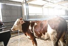 Ndahen edhe 36 mëshqerra për fermerët në Podujevë (Pamje)