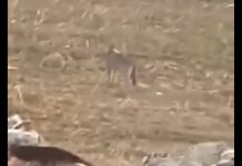 Ujku ‘lajmërohet’ në këtë pjesë të Podujevës (Video)