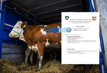 Hapet aplikimi për mëshqerra në Podujevë (Dokument)