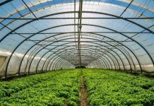 Këto janë kushtet që duhet t’i plotësoni për furnizim me serra në Podujevë