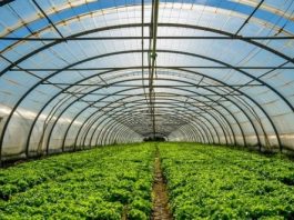 Këto janë kushtet që duhet t’i plotësoni për furnizim me serra në Podujevë