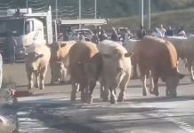 Zjarri përfshin kamionin, bagëtitë nxirren në autostradë për t’u shpëtuar