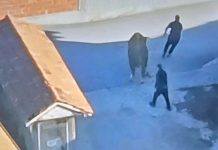 Policia ndalon kamionin me shtatë krerë gjedhe në kufi me Serbinë, shoferi ikën